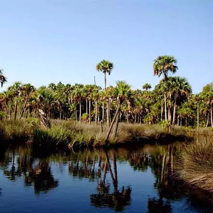 Scenic view along the Dixie Mainline, cabbage palms and salt marsh creek.