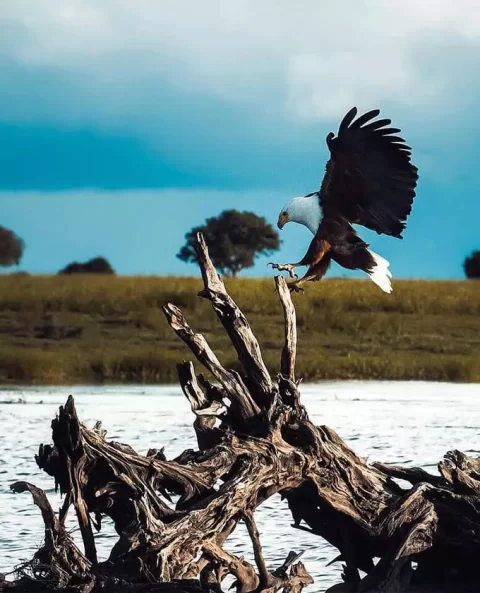 American Bald Eagle landing on driftwood in the river.