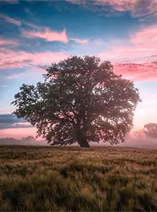 Misty pink morning over a lone live oak in a field.