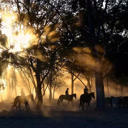 Cowboys on an early morning roundup.